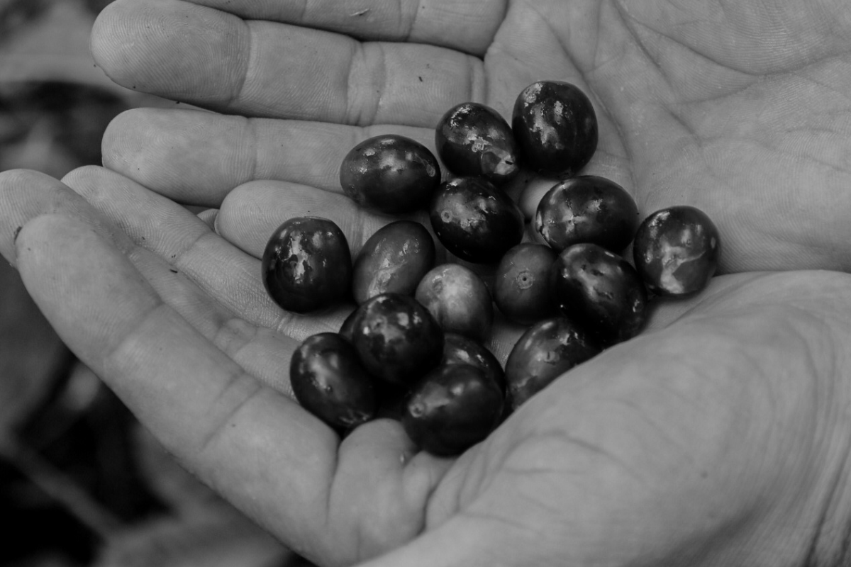 El Impacto del Café Sostenible
